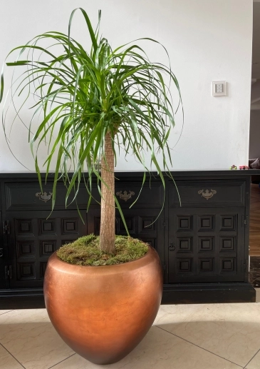 Indoor Planting Experts Liverpool Beaucarnea