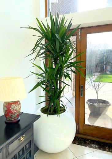 Choose Expert Florist for Indoor Planting for your home in Liverpool City Centre