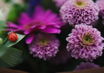 Booker Flowers and Gifts Liverpool Ladybird Chrysanthemum