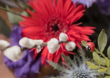 Booker Flowers and Gifts Liverpool Ladybird Gerbera