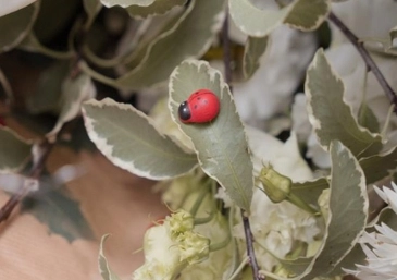 Booker Flowers and Gifts Liverpool Ladybird Pittosporum