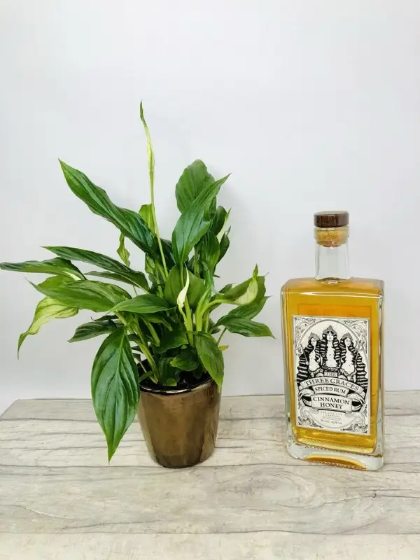 Three Graces Spiced Rum And Plant Giftset