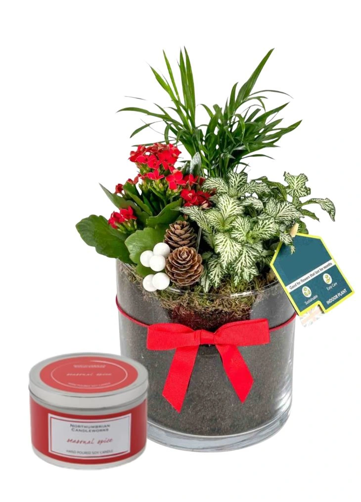 Christmas Gift Planter Ideal for Indoors and Christmas Candle Christmas Gift Planter Ideal for Indoors and Christmas Candle