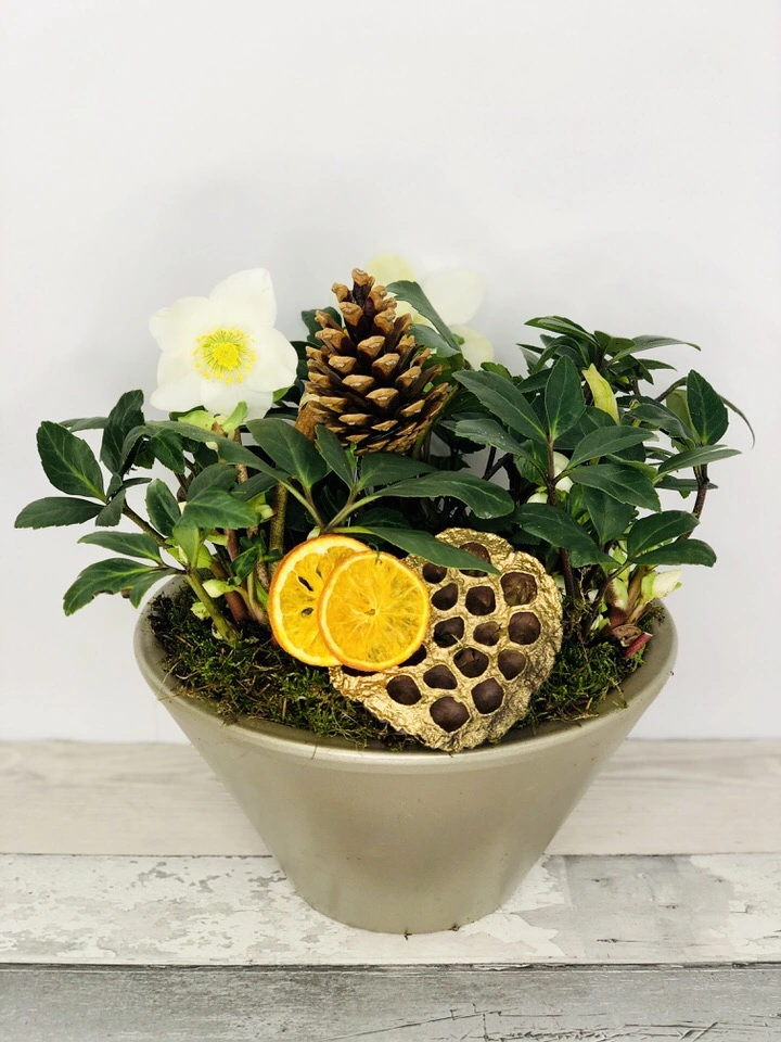 Christmas Rose Planted Bowl
