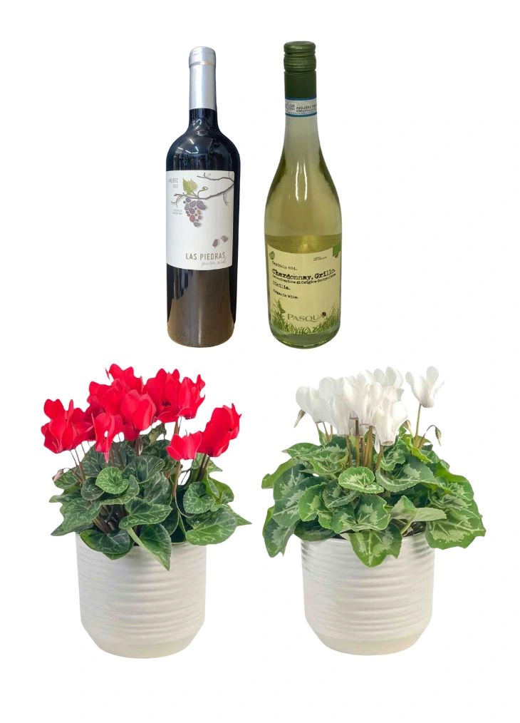 Cyclamen Plant Duo and Wine Christmas Gift Set Cyclamen Plant Duo and Wine Christmas Gift Set