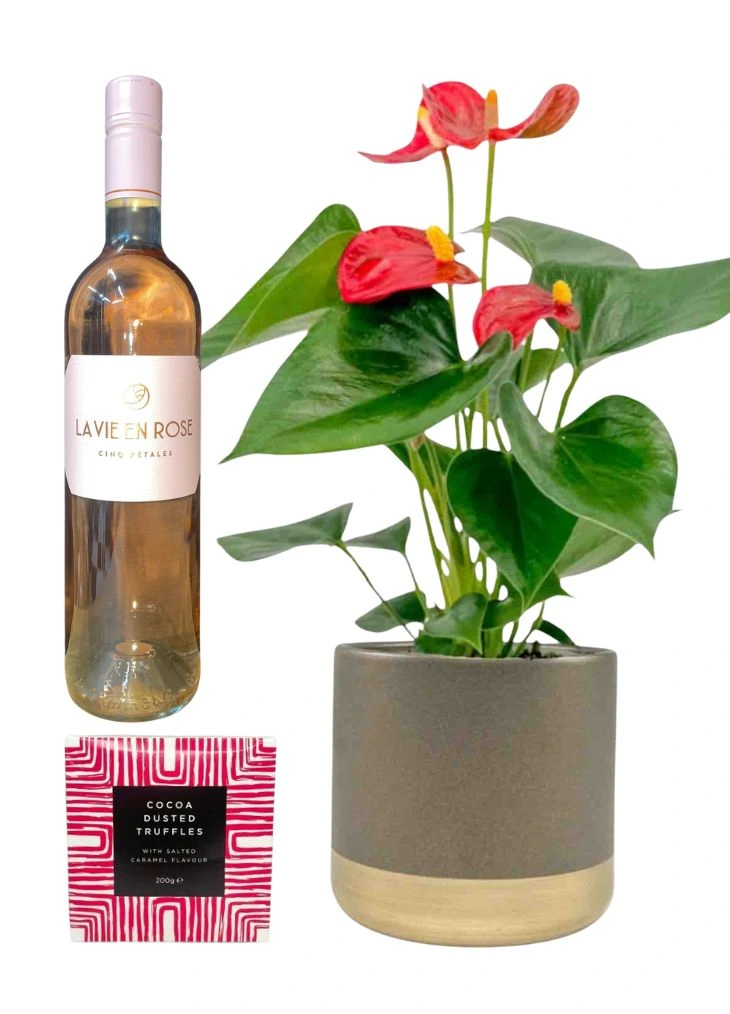 Easy Care Indoor Plant Gift Set Delivered Easy Care Indoor Plant Gift Set Delivered