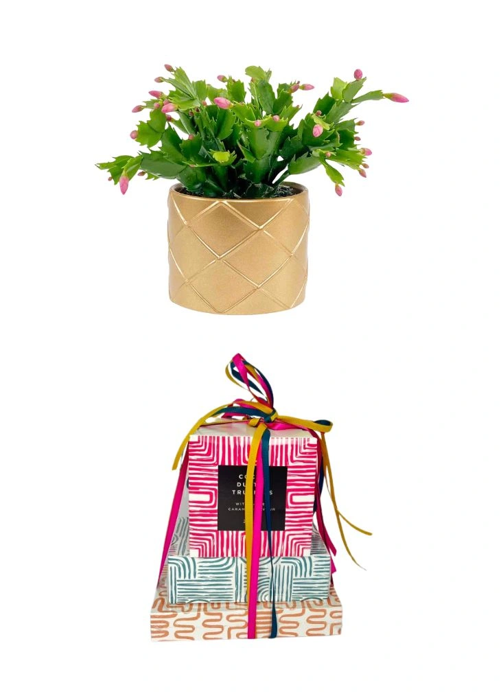 Flowering Christmas Cactus Plant and Chocolates Flowering Christmas Cactus Plant and Chocolates