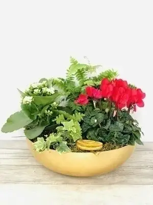 Gold Traditions Christmas Planted Bowl Red Cyclamen