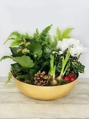 Gold Traditions Christmas Planted Bowl White Cyclamen