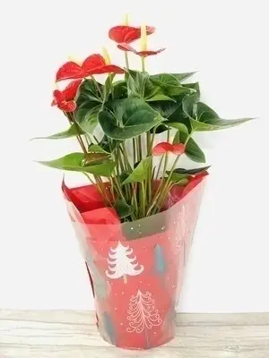 Heartfelt Christmas Large Anthurium Plant