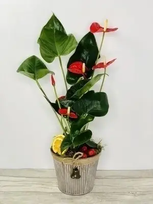 Jingle All The Way Christmas Anthurium Plant