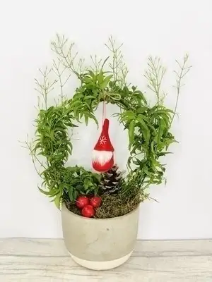 Jolly Jasmine Christmas Plant
