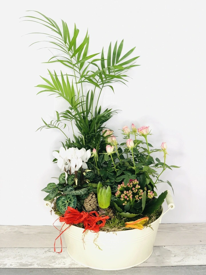 Lasting Christmas Planted Bowl