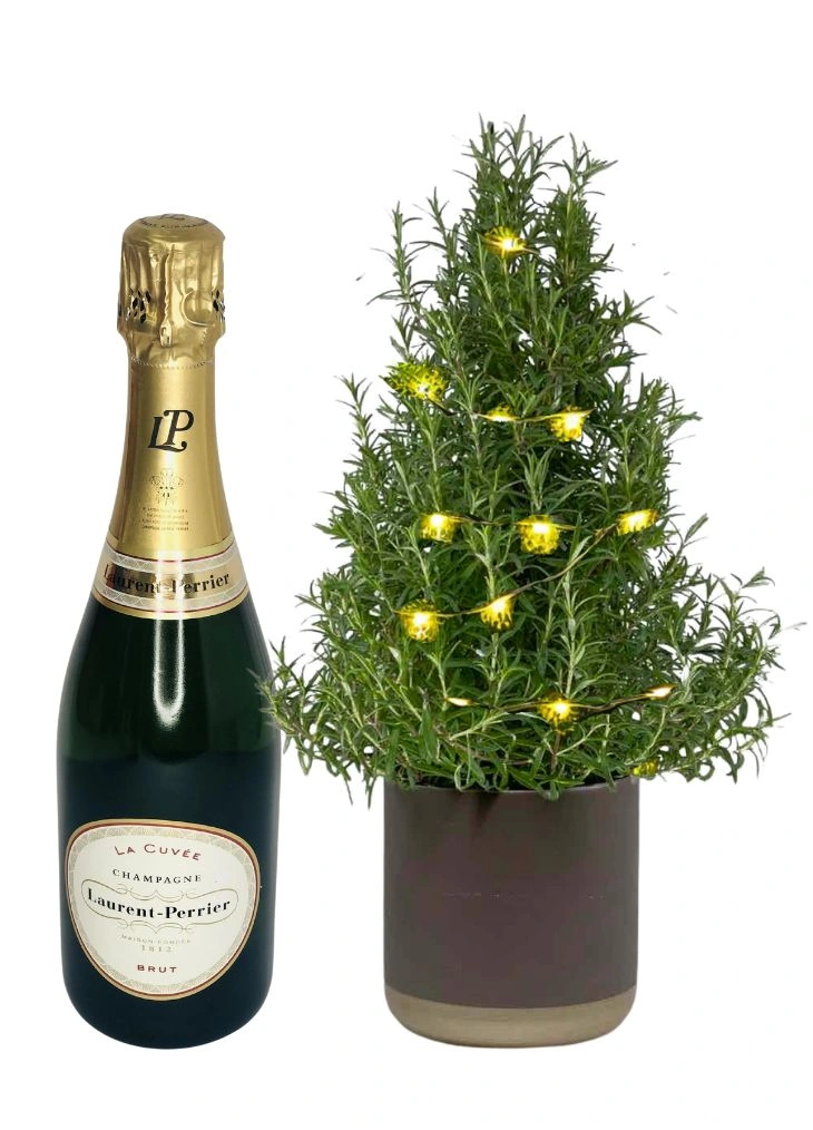 Mini pre lit Christmas tree Plant and Champagne Gift Set