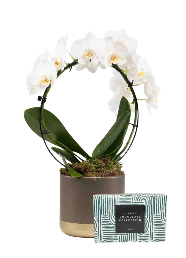 Orchid Plant Gift Delivery Orchid Plant Gift Delivery