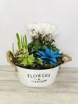 Sparking Christmas Planted Arrangement White