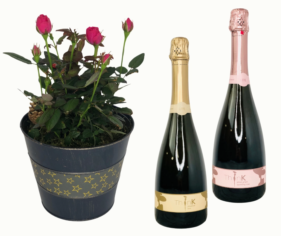 Sparkling Christmas Rose Plant and Prosecco