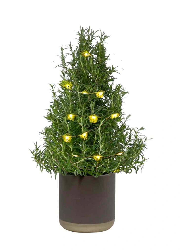 Table Top Mini Rosemary Christmas tree with LED lights Table Top Mini Rosemary Christmas tree with LED lights