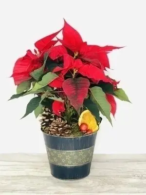 Traditional Christmas British Poinsettia Plant
