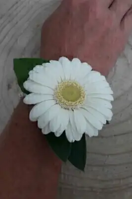 White Gerbera Wrist Corsage