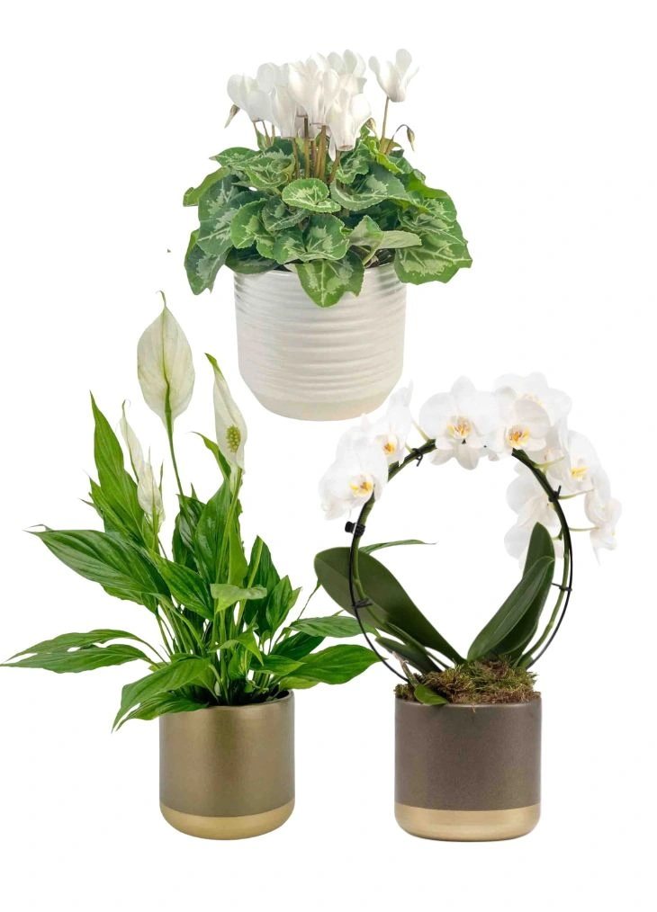White Winter Houseplants Flowering Trio White Winter Houseplants Flowering Trio