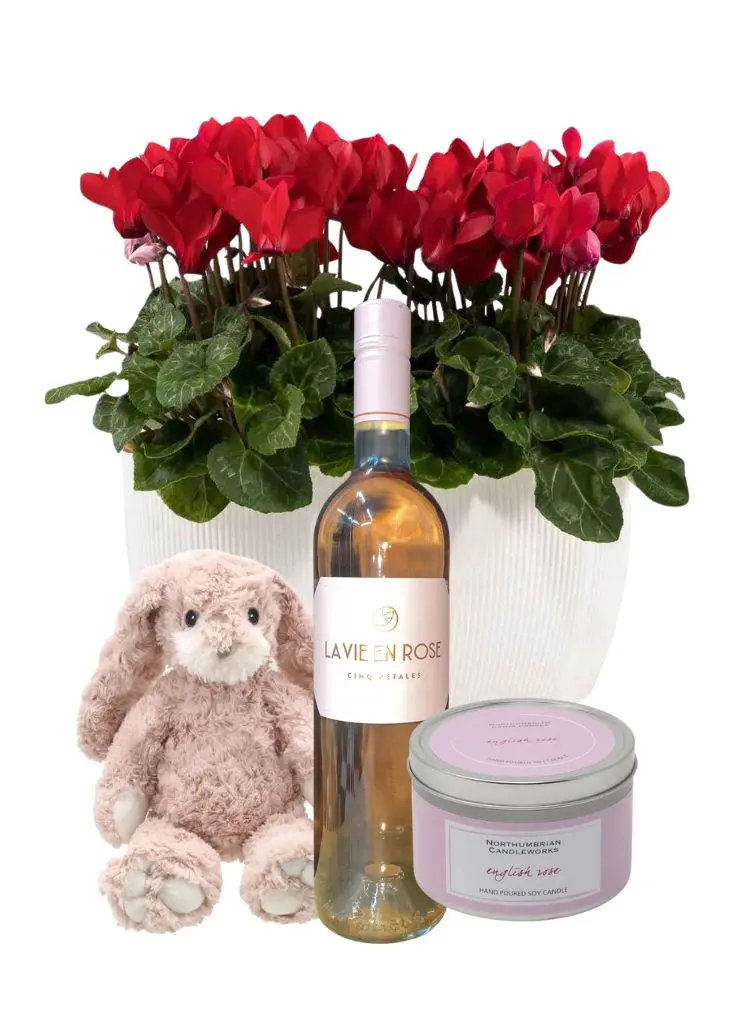 Winter Cyclamen plants in pot Family Christmas Hamper Winter Cyclamen plants in pot Family Christmas Hamper